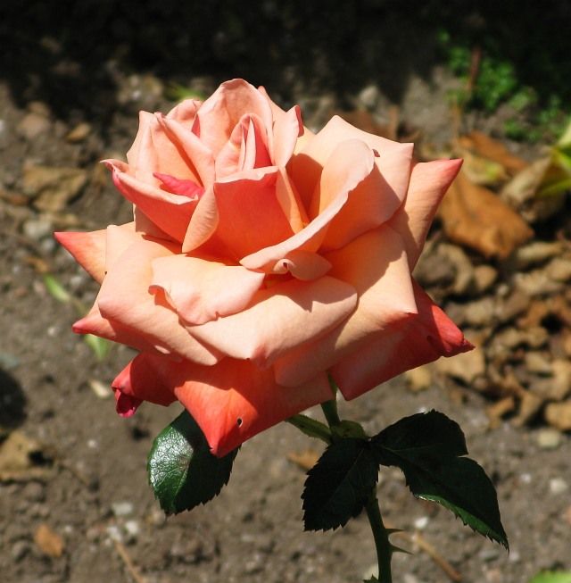  photo 2RememberMeatfiloliIMG_09908sh91p90gamma640wide_zpse532bf62.jpg