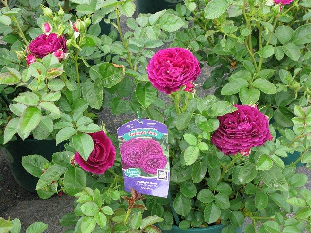  photo 2TwilightZoneIMG_0548640wide_zps6a0a6f1c.jpg