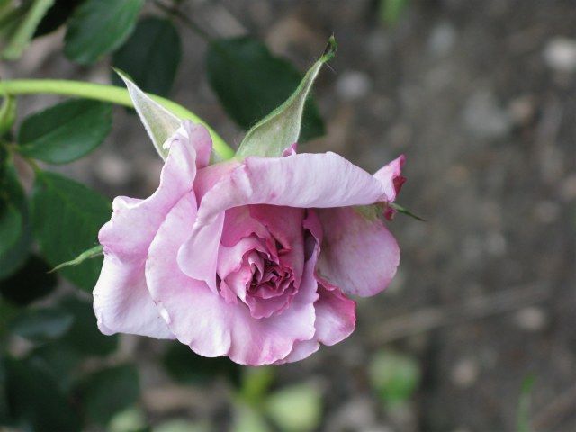  photo 3LagerfeldIMG_0243640wide_zps5d882f74.jpg