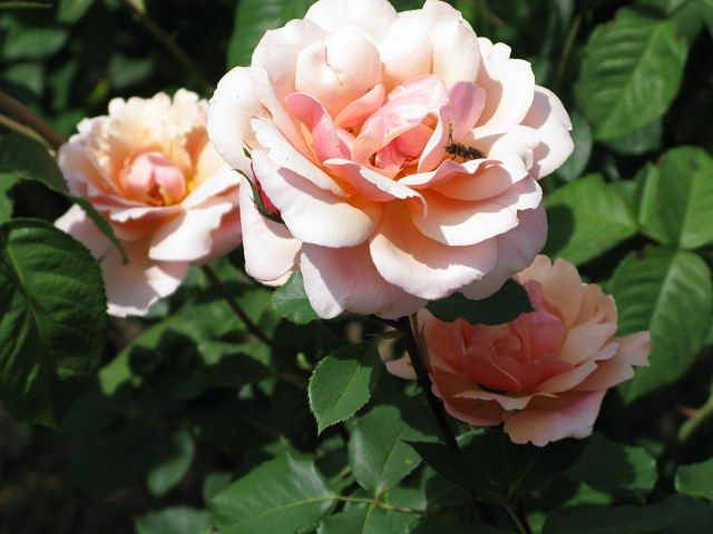  photo 4GrussanCobergatfiloli1927IMG_1120_zps88056dcf.jpg