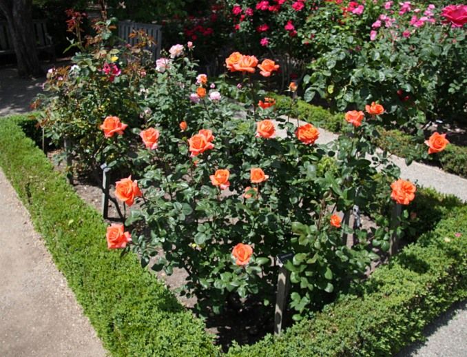  photo 4ShreveportatfilolijohnbushIMG_265455sh91p_zpsa0d7d958.jpg