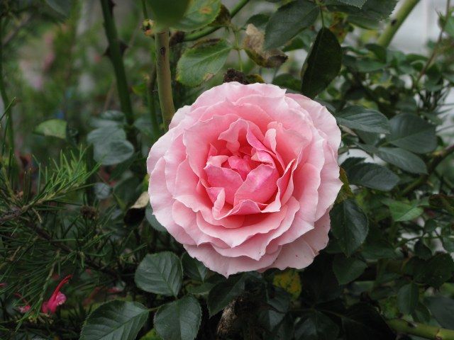  photo 4TournamentofRosesIMG_0249640wide_zps772705cc.jpg