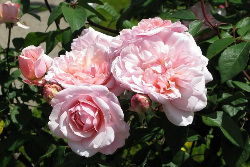  photo 5IreneWattsatfiloliIMG_0998882wide_zps0a67b189.jpg