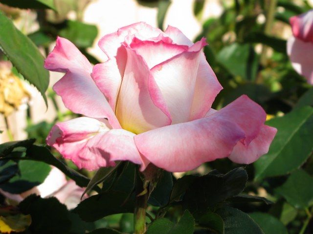  photo 5SecretsidetrucolorIMG_0292640wide_zpse5763b07.jpg