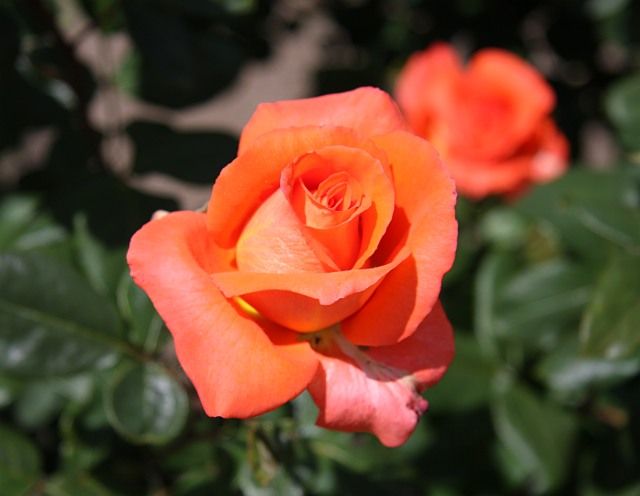  photo 5ShreveportatfilolijohnAARS82IMG_26568sh91p_zps9570d1b1.jpg