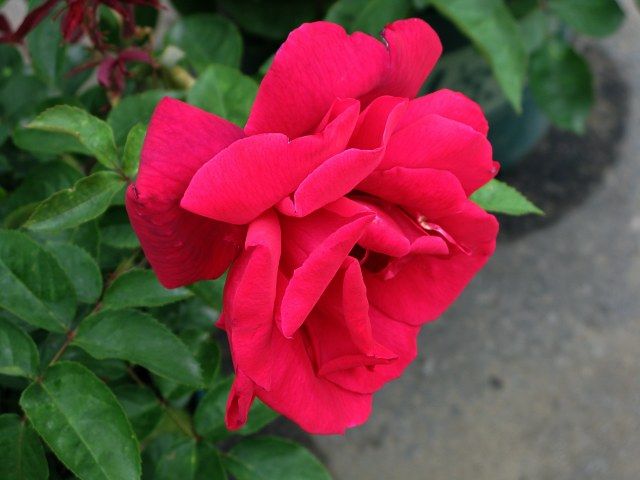  photo 6ChrylerImperialIMG_0541640wide_zps986650a6.jpg