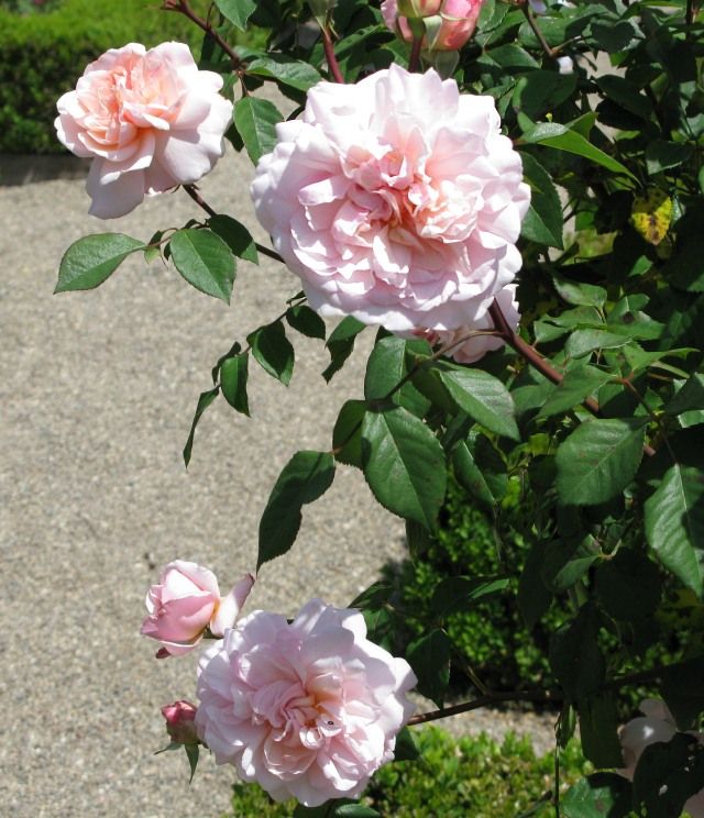  photo 6IreneWattsatfiloliIMG_0999640wide_zps08cd1b1b.jpg