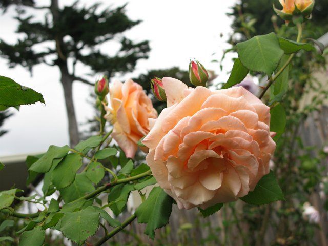  photo 7ApricotNectarIMG_0481640wide_zps33fb9b66.jpg