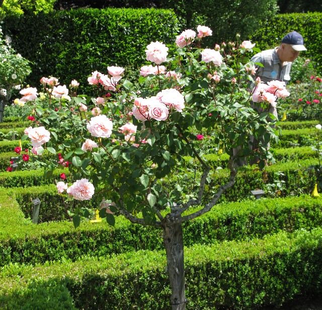  photo 7IreneWattsatfilolinancIMG_10011shpors91p1896_zpsb84abded.jpg