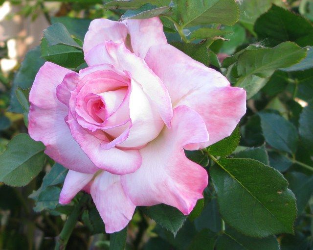  photo 7SecretIMG_0296tooblue640wide_zpsaf7d6f7b.jpg