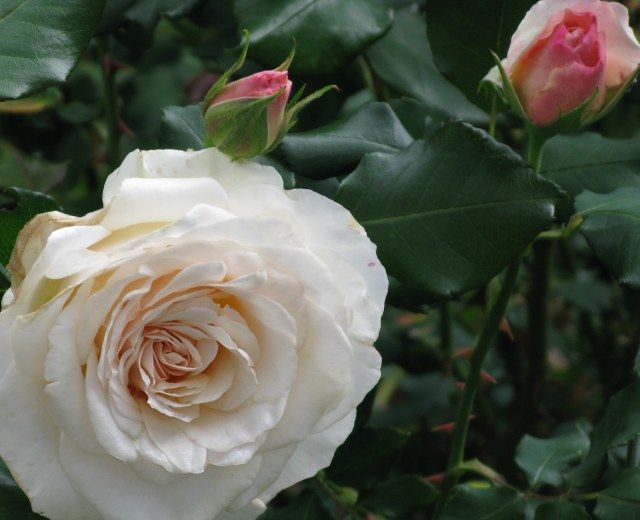  photo 8FrenchLaceIMG_0494640wide_zps7c949384.jpg