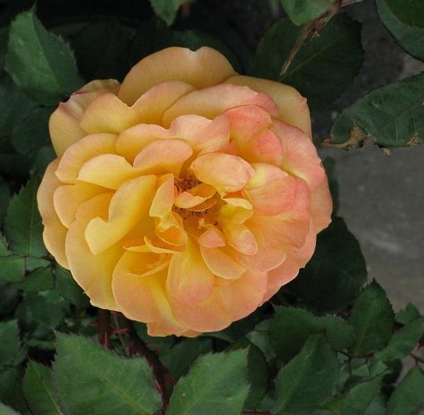  photo 8GoodAsGoldIMG_0555rotateL3x_zps68713c9d.jpg