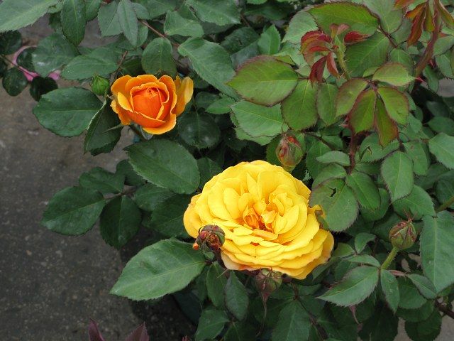  photo 9GoodAsGoldIMG_0553640wide_zps995c9f4b.jpg