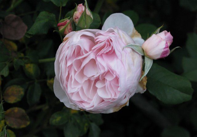  photo 9HeritageIMG_0582640wide_zpsc6361bac.jpg