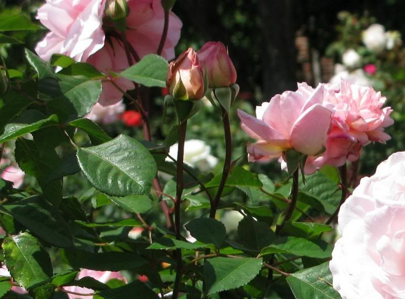  photo 9IreneWattsatfiloliIMG_1005931wide_zps0d1e3814.jpg