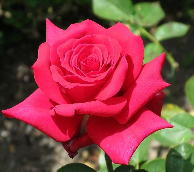  photo 9NationalTrustatfiloliIMG_1093mcgredy7075sh91p90gamma_zps5b2b9c64.jpg