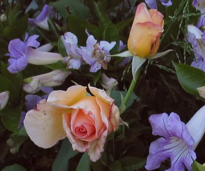  photo ApricotNectar5-12-09032.jpg