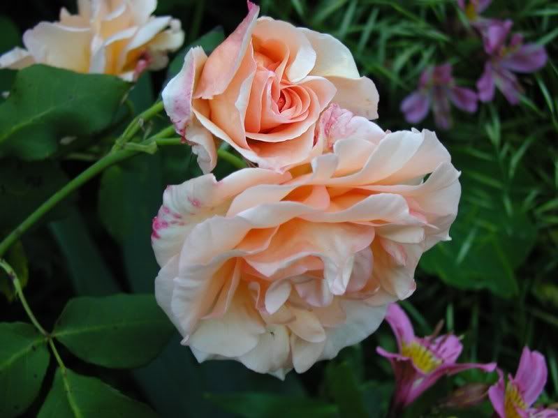  photo ApricotNectarapr26010.jpg