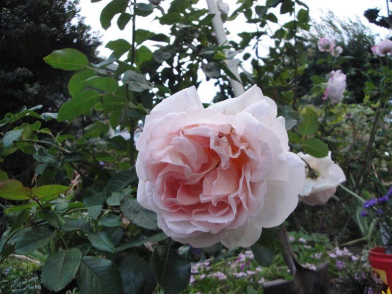  photo BettyWhiteDSC03417_zpse2aff2e5.jpg