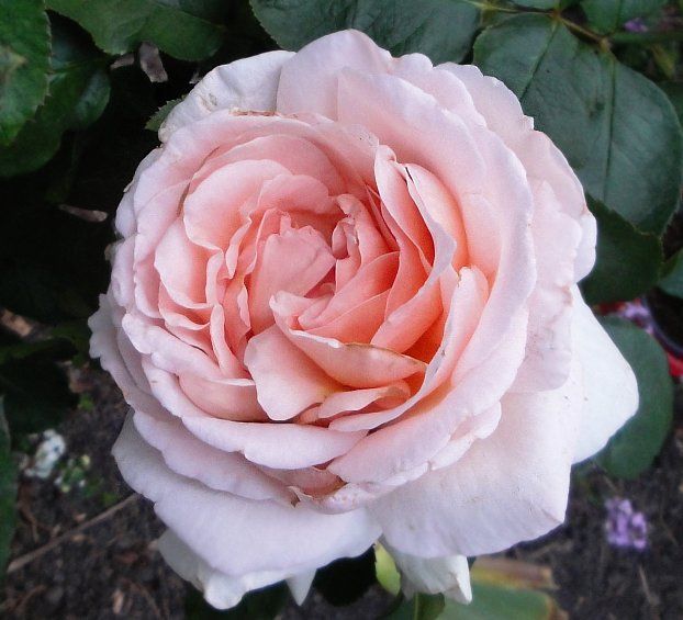  photo BettyWhiteDSC03419_zps3eb66455.jpg