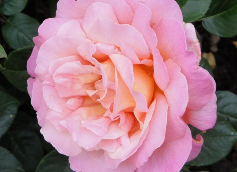  photo ChicagoPeacenancDSC032325sh85p-85gamma_zps55752a10.jpg