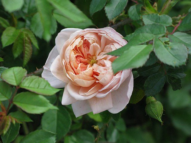  photo ColetteIMG_0203foliage_zpsf62027a4.jpg