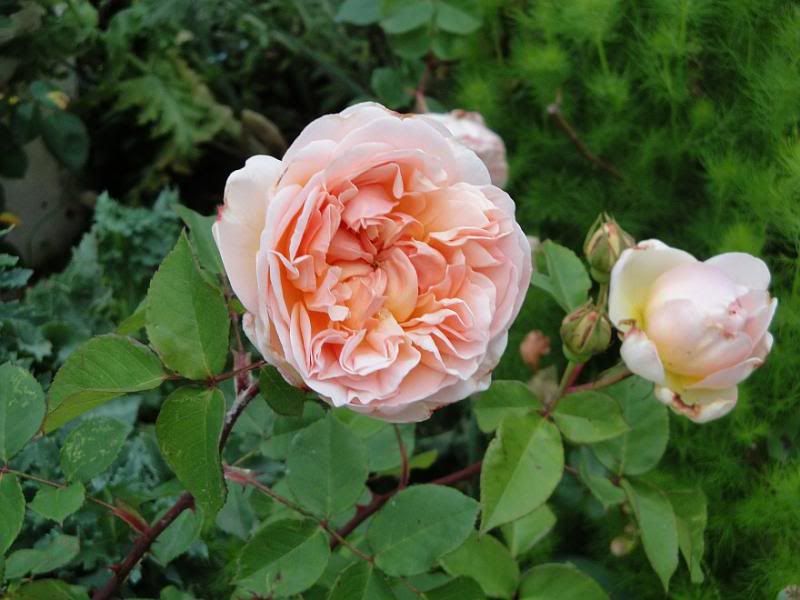  photo EvelynnancDSC032391sh85p-87gamma_zps30c427e1.jpg