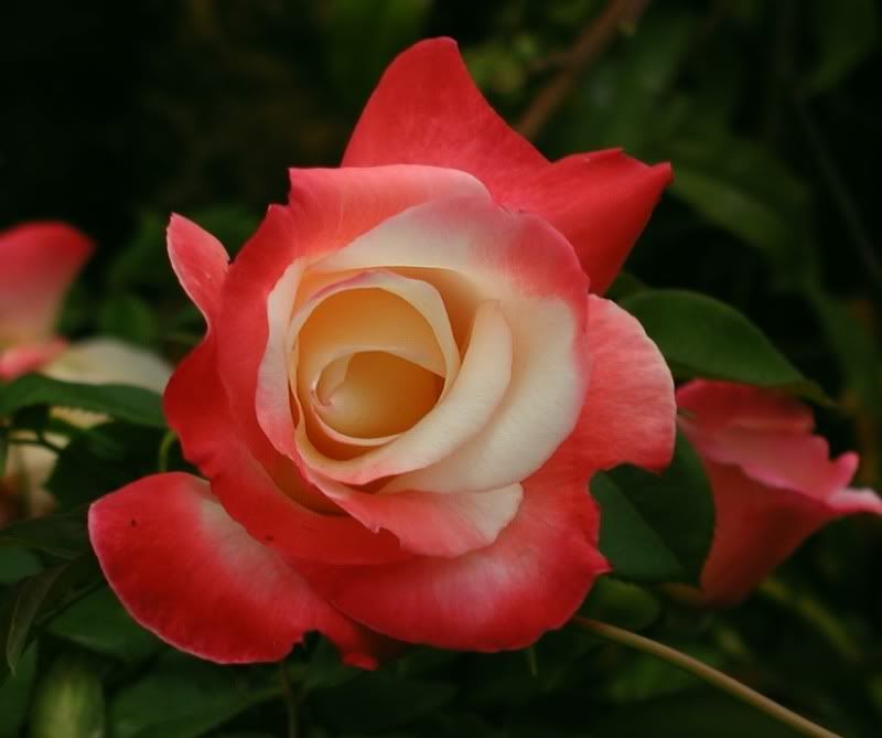  photo Geminisep1900615G-77gamma.jpg