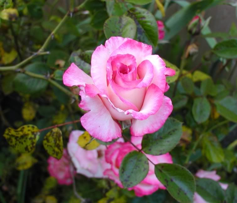  photo Handelapr26006.jpg