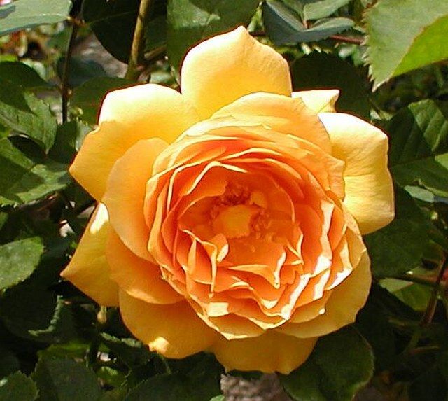  photo HoneyPerfumeopen026_zpsbf8af7cc.jpg