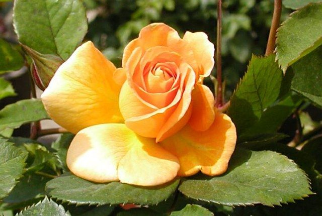  photo HoneyPerfumetcrop027_zpsd4ee1e86.jpg