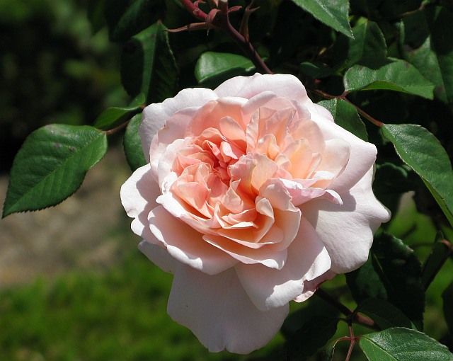  photo IreneWattsatfiloliIMG_1002640wide_zps713d09fa.jpg