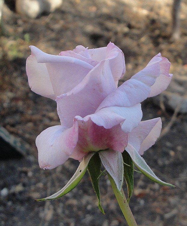  photo LagerfeldDSC03439_zps44361b7d.jpg