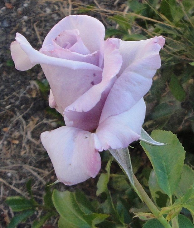  photo LagerfeldDSC03443_zps8c40b145.jpg