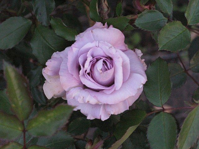  photo LagerfeldIMG_0185_zpsdeb5bfb5.jpg