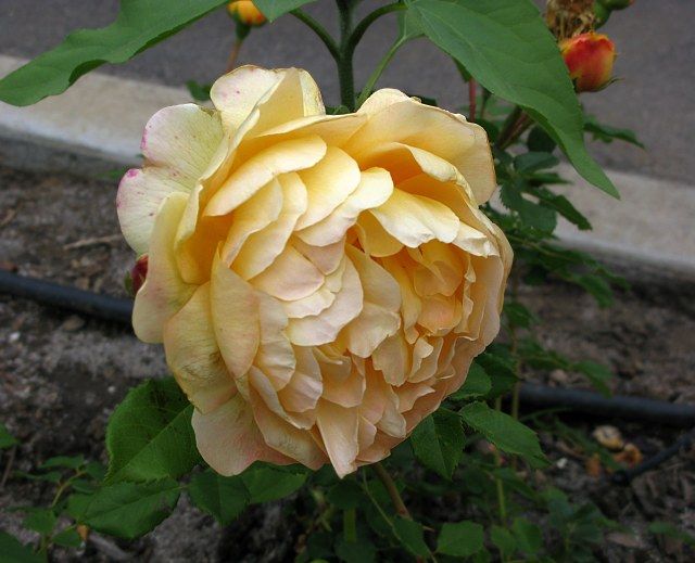  photo NoidyellowIMG_0449_zps78a346c3.jpg