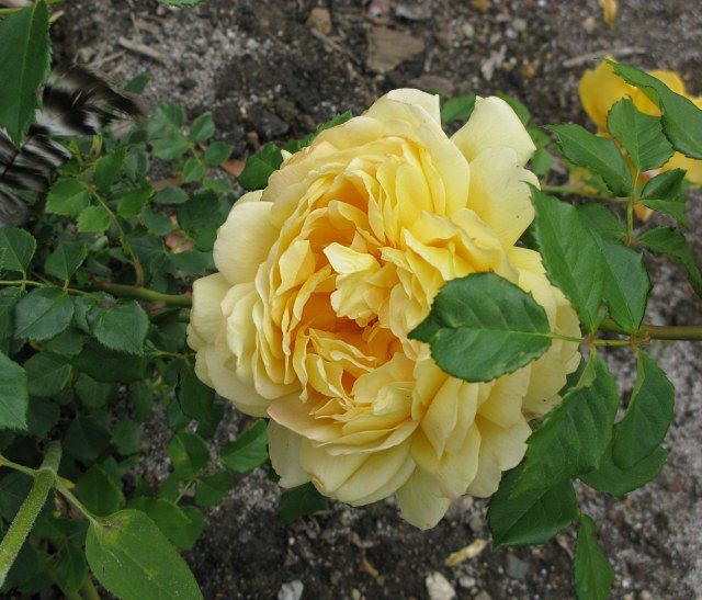  photo NoidyellowIMG_0450_zpsf22067d0.jpg