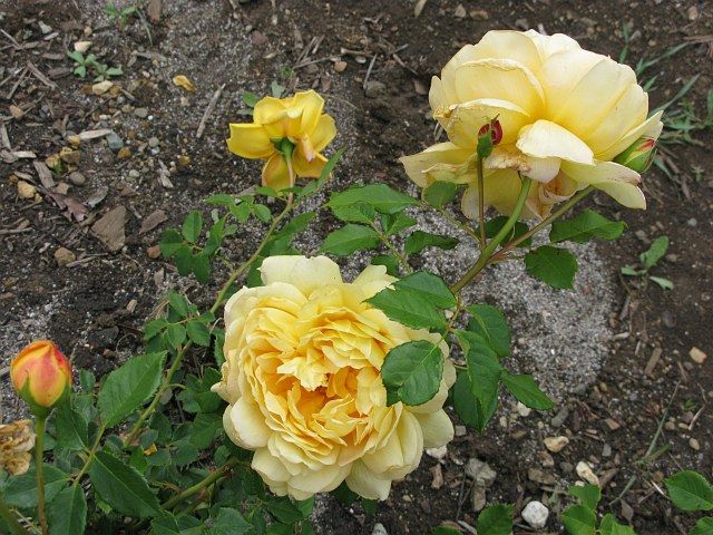  photo NoidyellowIMG_0451_zps00317022.jpg