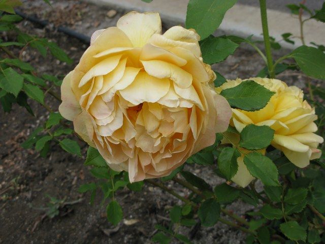  photo NoidyellowIMG_0454_zpsb7f4f26d.jpg