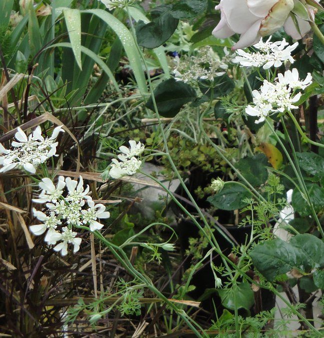  photo Orlayagrandiflora-WhiteLaceFlower5-6-13DSC03214_zpsdedc0f2c.jpg