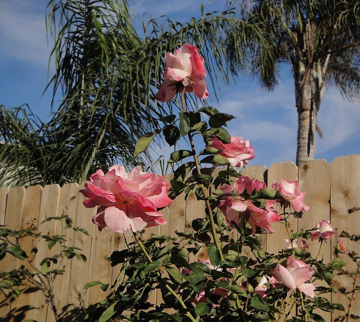  photo SecretDSC03445_zps591e176a.jpg