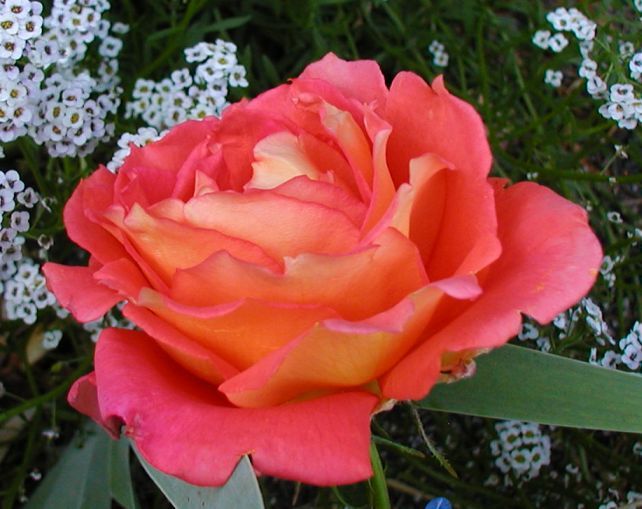  photo SolitudePoulson910757_zpsba20fdb8.jpg