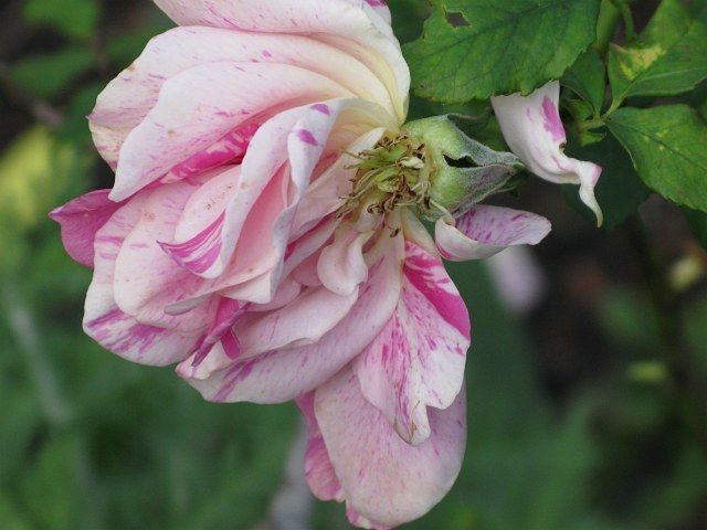  photo SwirlingOrangeIMG_0207_zpsa381dfd1.jpg