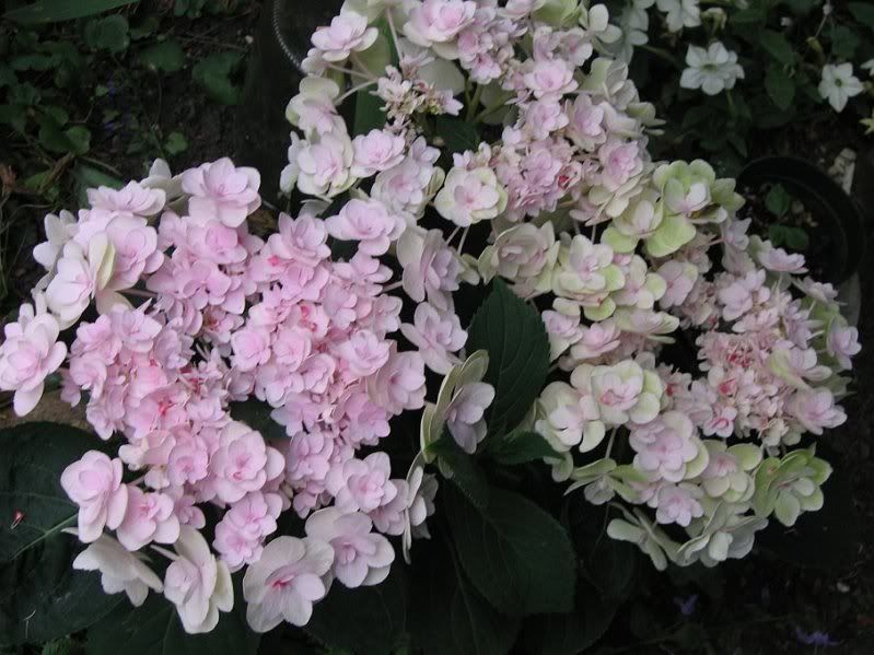 This type of hydrangea is new to me. I fell in love!
