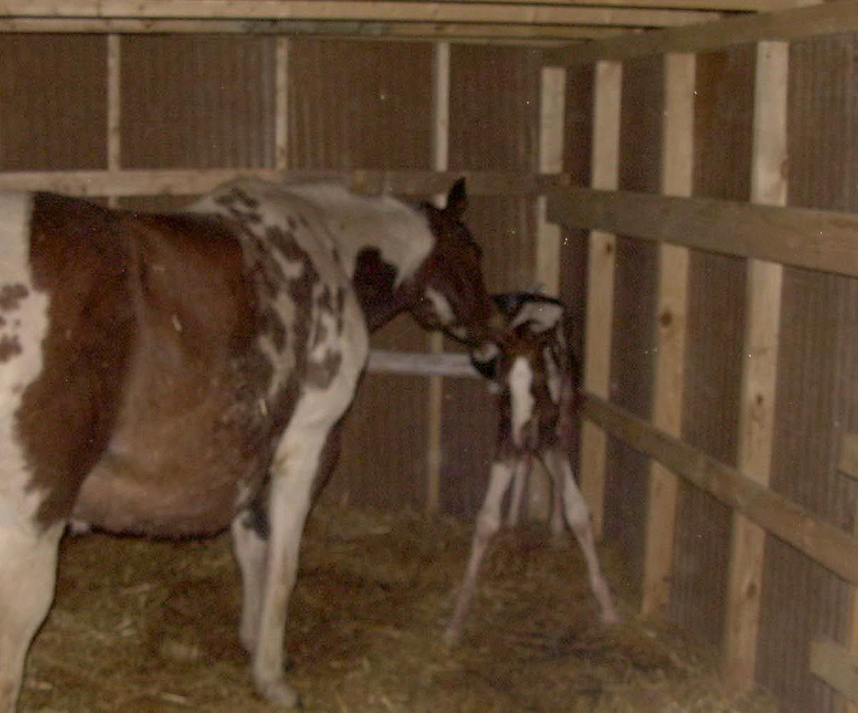 Champ Stands for the First Time