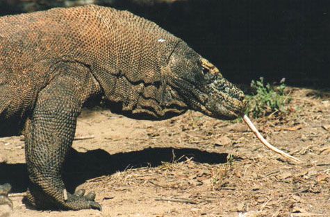 Komodo Dragon