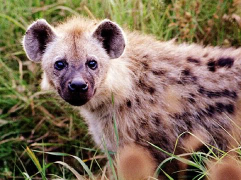 hyena-1.jpg