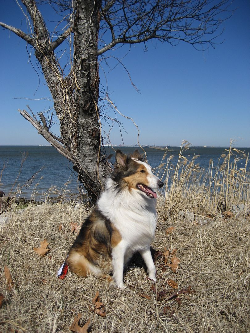 Ive really grown weary of this sit-stay business. Time to Go!