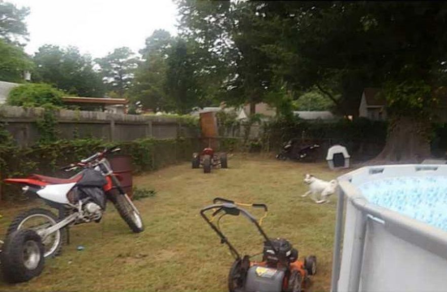 Theres a lot happening in this back yard.