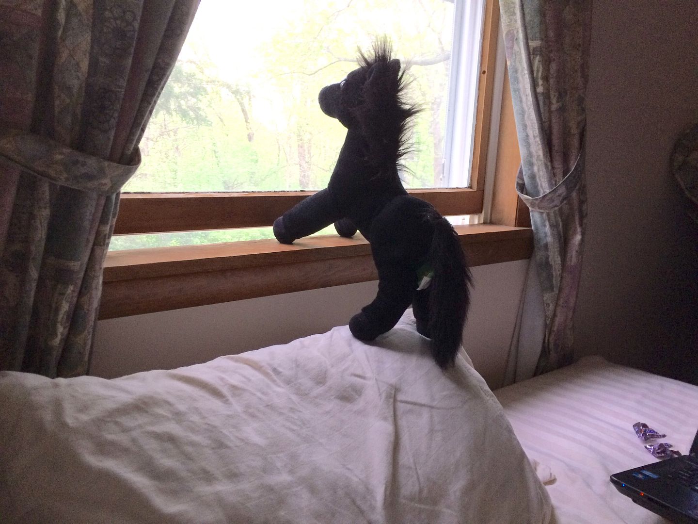 Horsie gazes longingly out the window in Elsah, Illinois.